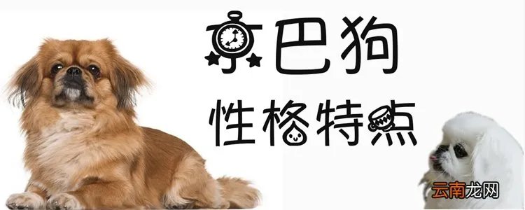 京巴狗的性格有什么特点