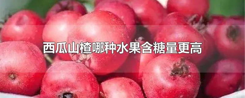 西瓜山楂哪种水果含糖量更高