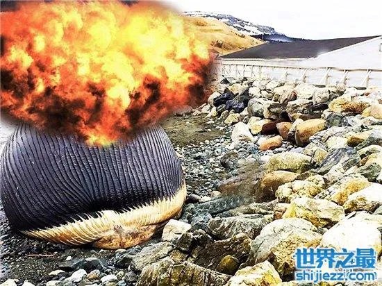 巨头鲸爆炸毫无预兆，居然在死后尸体自然爆炸 