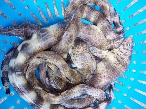 海鲜需求遇冷价格反升是怎么回事？