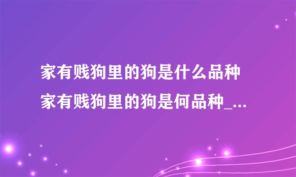 家有贱狗里的狗是什么品种 家有贱狗里的狗是何品种_飞外经验