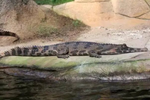 世界体型最大的十大鳄鱼，美洲鳄上榜，第二是世界最大的爬行动物