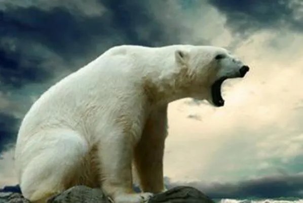 世界十大最高的哺乳动物排名 河马仅第十,长颈鹿