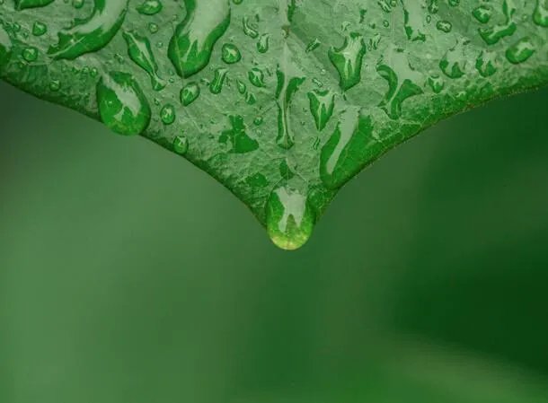 谷雨是什么意思呢 谷雨的含义是什么