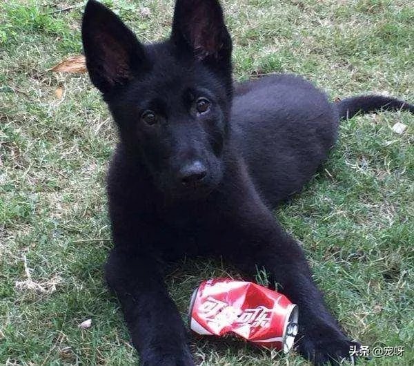 2019年德国牧羊犬幼犬价格多少钱？为什么？如何养？