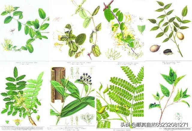 如何看待“湖北一半以上确诊病例都用中医药治疗”?