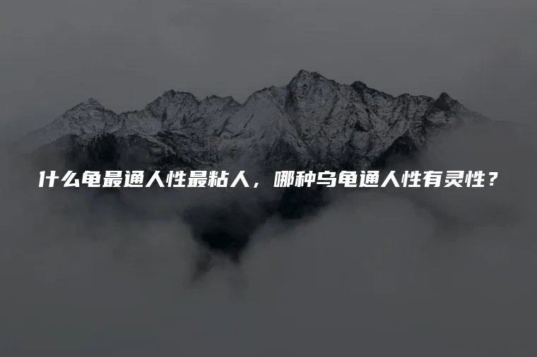 什么龟最通人性最粘人，哪种乌龟通人性有灵性？