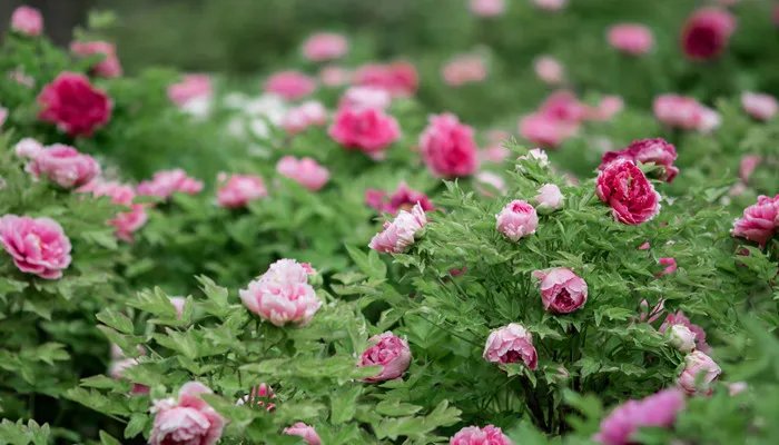 洛阳牡丹花会时间 洛阳牡丹花会时间是什么时候