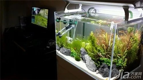 家里如何养鱼？养鱼知识大全