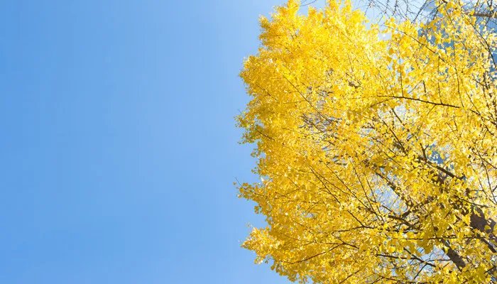 哪种树被称为活化石 哪些树被称为活化石