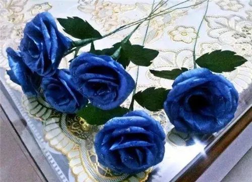 迷人的蓝色妖姬产地在哪里   蓝色妖姬繁殖方法