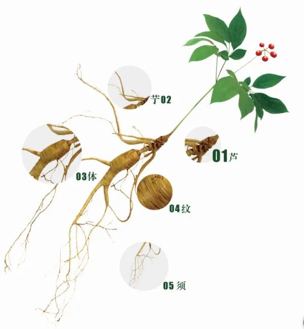 天桥沟出产野山参吗