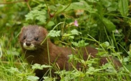 亚欧水貂有着怎样的经济价值？它们为何会最终灭绝了？