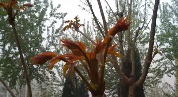 陕西男子午睡掀开被窝窜出2米长蛇，为何高层建筑也防不住蛇了？