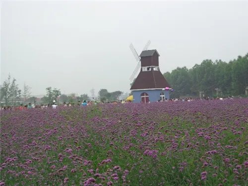 成都薰衣草基地有哪些 三家薰衣草基地都美翻了