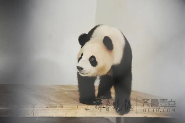 萌翻了!大熊猫与妹子合影居然会自己找角度