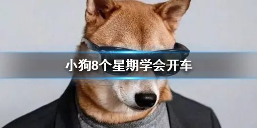 小狗8个星期学会开车 世界上首只会开车的狗