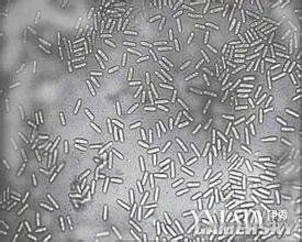 美军误送活炭疽菌至9个州和韩国 险酿生化危机