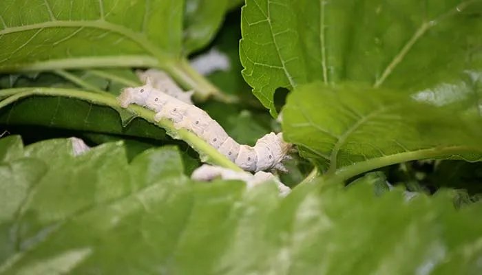 什么是彩色蚕茧 彩色蚕茧是什么