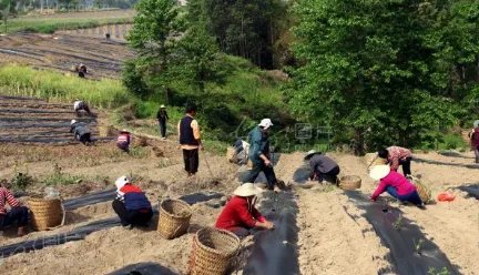 80后的中学教师辞职回乡当农民，他回乡具体是做什么的？