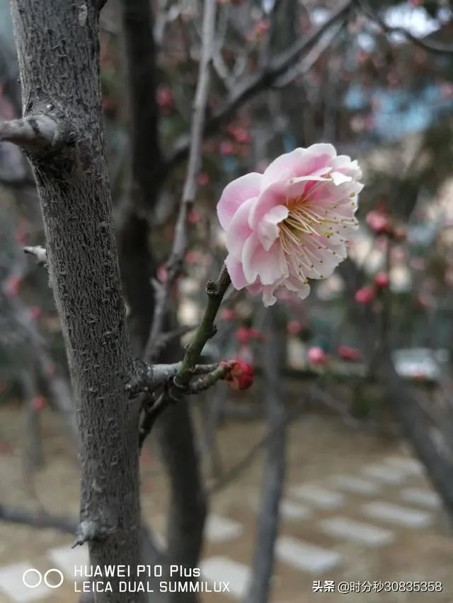 如果《永居条例》被通过、你最想做的第一事情是什么？