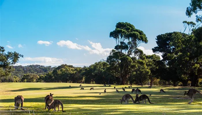 袋鼠是左撇子还是右撇子 一般袋鼠是左撇子还是右撇子