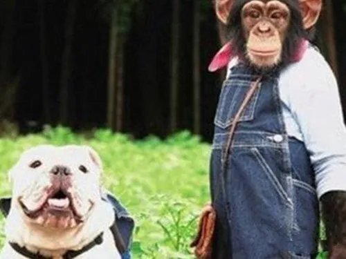 小庞和詹姆斯第二季狂爆笑料 揭秘狗狗猩猩大冒险剧情