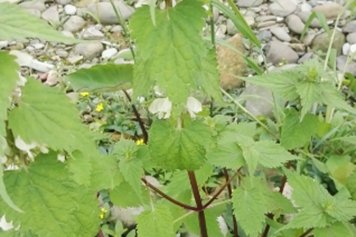 野麻叶的功效与作用