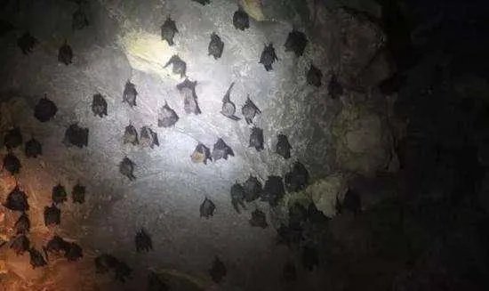 澳洲蝙蝠最大蝙蝠图片 澳大利亚的蝙蝠长啥样有多大