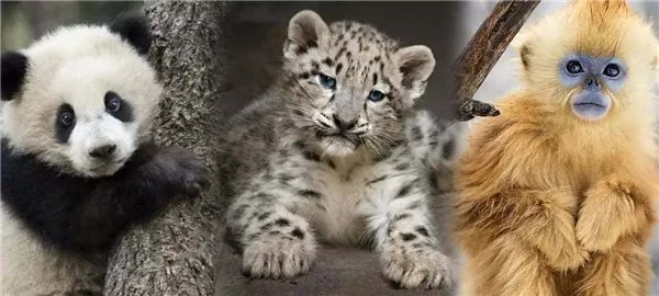 萌翻了!大熊猫与妹子合影居然会自己找角度