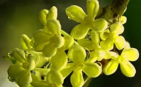 形容桂花香扑鼻的诗句