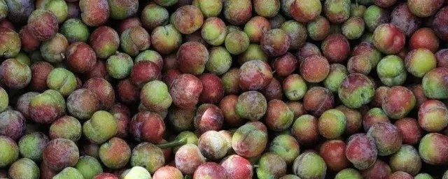 小李子种子怎么种植