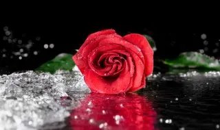 30朵玫瑰代表什么意思 30朵玫瑰是什么意思