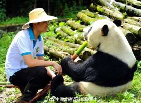 18岁熊猫鹏鹏不治身亡/到底怎么回事