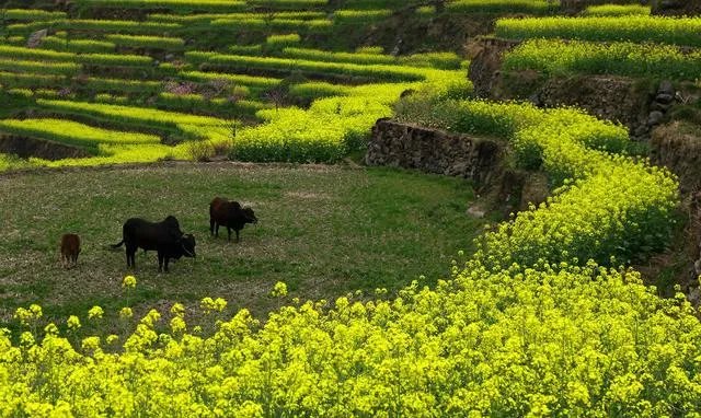 绍兴的梯田油菜花开了吗？好看吗？