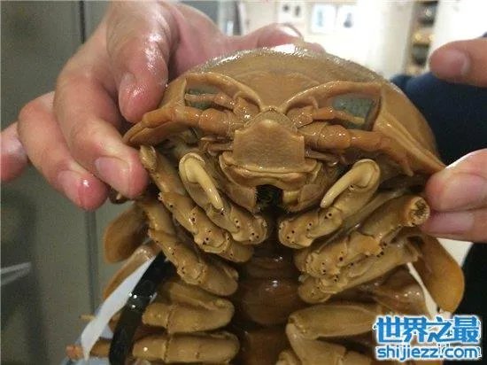 巨型木虱能长到手掌大小，是一种很难见的物种 