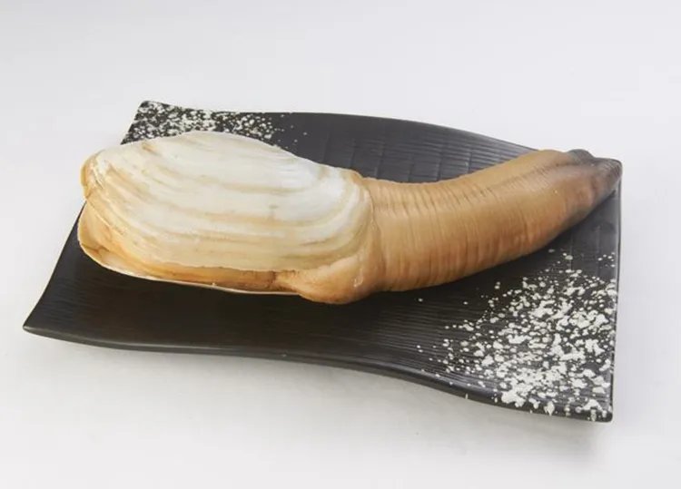 象拔蚌的功效与作用