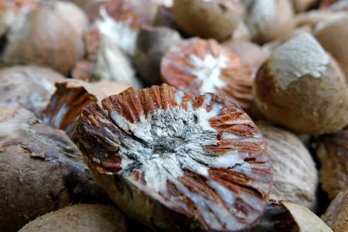 槟榔花的功效与作用