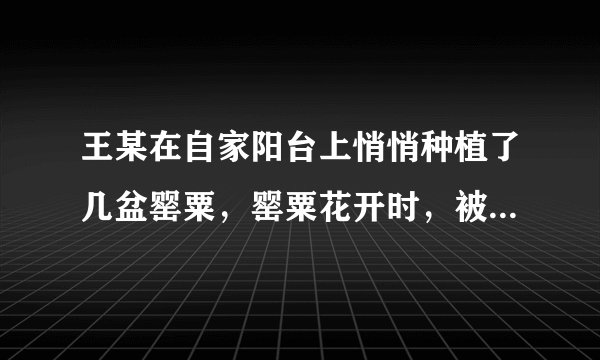 王某在自家阳台上悄悄种植了几盆罂粟，罂粟花开时，被放学回家的几个中学生发现后检举。公安机关责令王某铲除罂粟，并处罚了王某。王某的行为是（ ）。