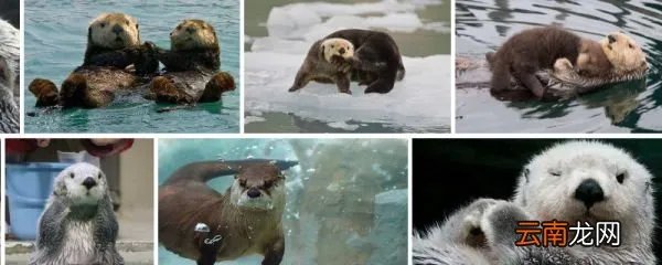 哪种动物喜欢把海藻缠绕在身上 什么动物喜欢把海藻缠在身上