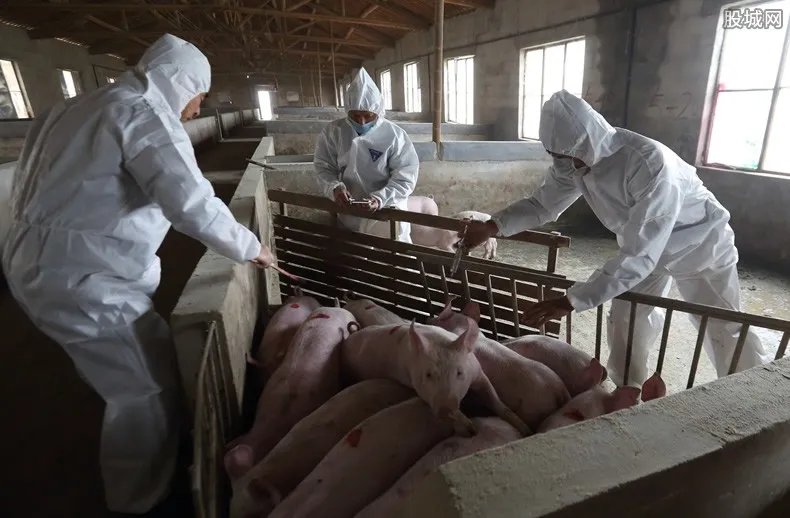 猪瘟疫情最新消息 25日非洲猪瘟疫情进展