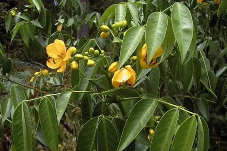 润肠通便的中草药植物图片