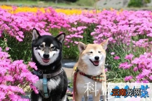 原来是美男啊第九集 原来是美男啊 什么时候出第9集