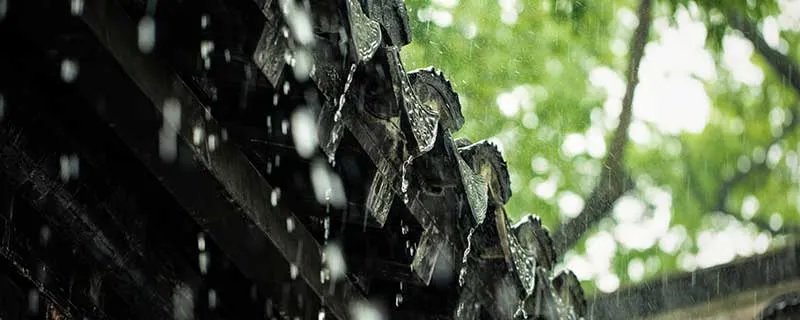 为什么下雨天蚊子不会被雨滴砸死 下雨天蚊子不会被雨滴砸死什么原因