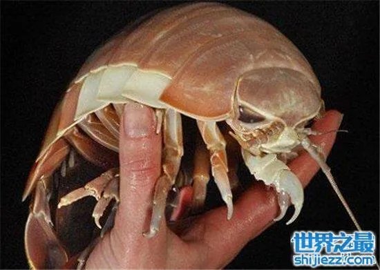 巨型木虱能长到手掌大小，是一种很难见的物种 