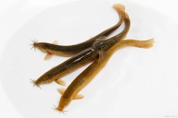 红狼牙鰕虎鱼能吃吗?红狼牙鰕虎鱼如何繁殖呢?生长习性是什么样子的?