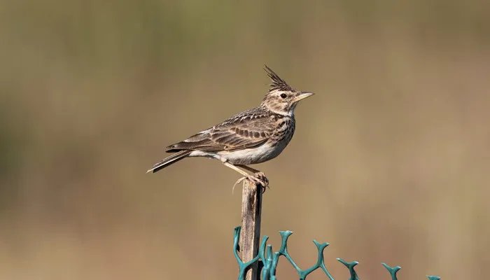 百灵鸟的特点 百灵鸟的特点是什么