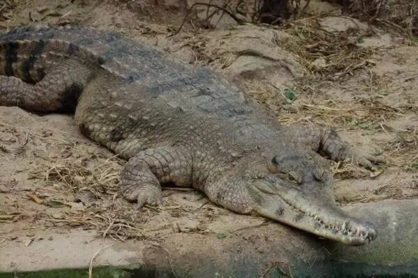 世界体型最大的十大鳄鱼，美洲鳄上榜，第二是世界最大的爬行动物