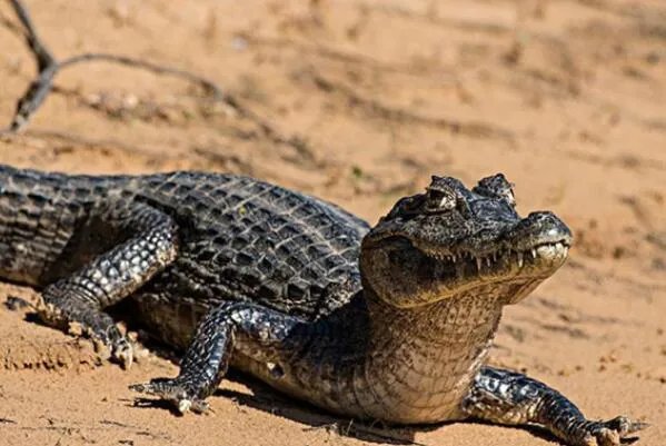 世界体型最大的十大鳄鱼，美洲鳄上榜，第二是世界最大的爬行动物
