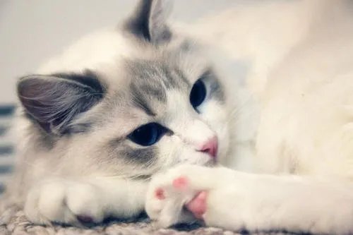 武大网红狐狸下山觅食,其他高校都有哪些网红动物?